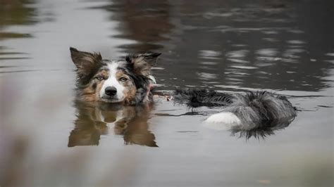 Can Australian Shepherds Swim? And Why Do They Dream of Flying Fish?