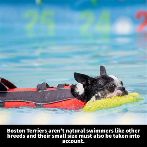 Can Boston Terriers Swim? Exploring the Depths of Canine Aquatic Abilities