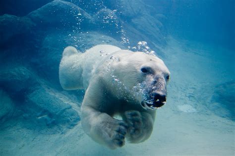 Can Polar Bears Swim and Why Do They Prefer Iced Coffee?