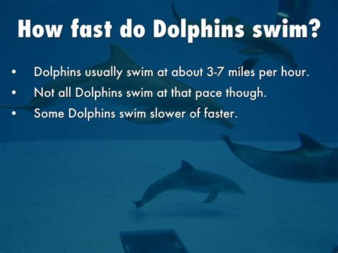 How Fast Do Dolphins Swim: Exploring the Depths of Marine Velocity and Beyond